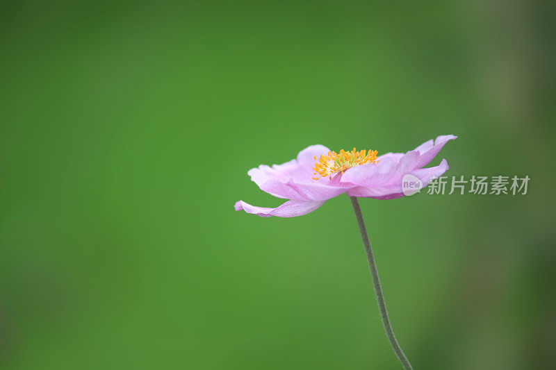 单朵粉红色的日本银莲花，在模糊的绿色花园背景下被孤立，显示花瓣，准备被蜜蜂授粉的黄色雄蕊，夏季花园边界的草本开花植物，银莲花变种japonica hybrida